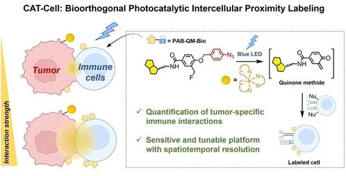 突破細胞互作研究瓶頸 陳鵬與樊新元團隊開發革命性生物正交光催化標記技術